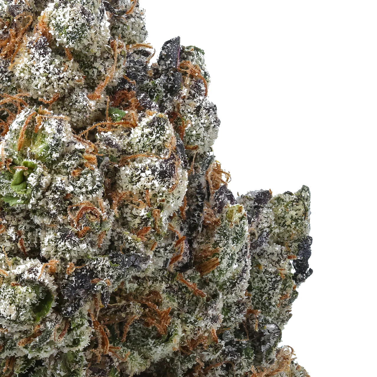 Close-up of frosty cannabis bud with purple, green, and orange pistils
