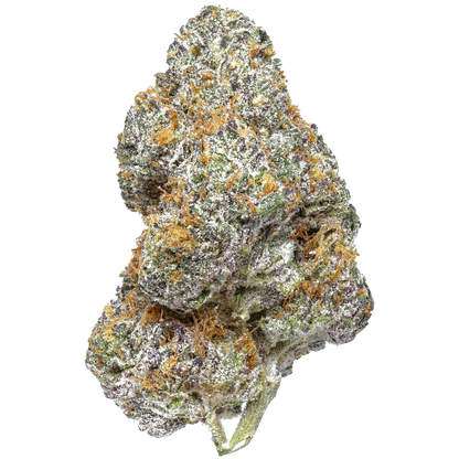 Close-up of dense Killer Cupcake cannabis bud with purple, green, and orange hairs