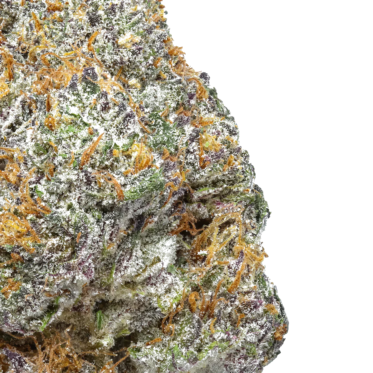 Close-up of colorful cannabis bud with orange hairs and frosty trichomes on white background