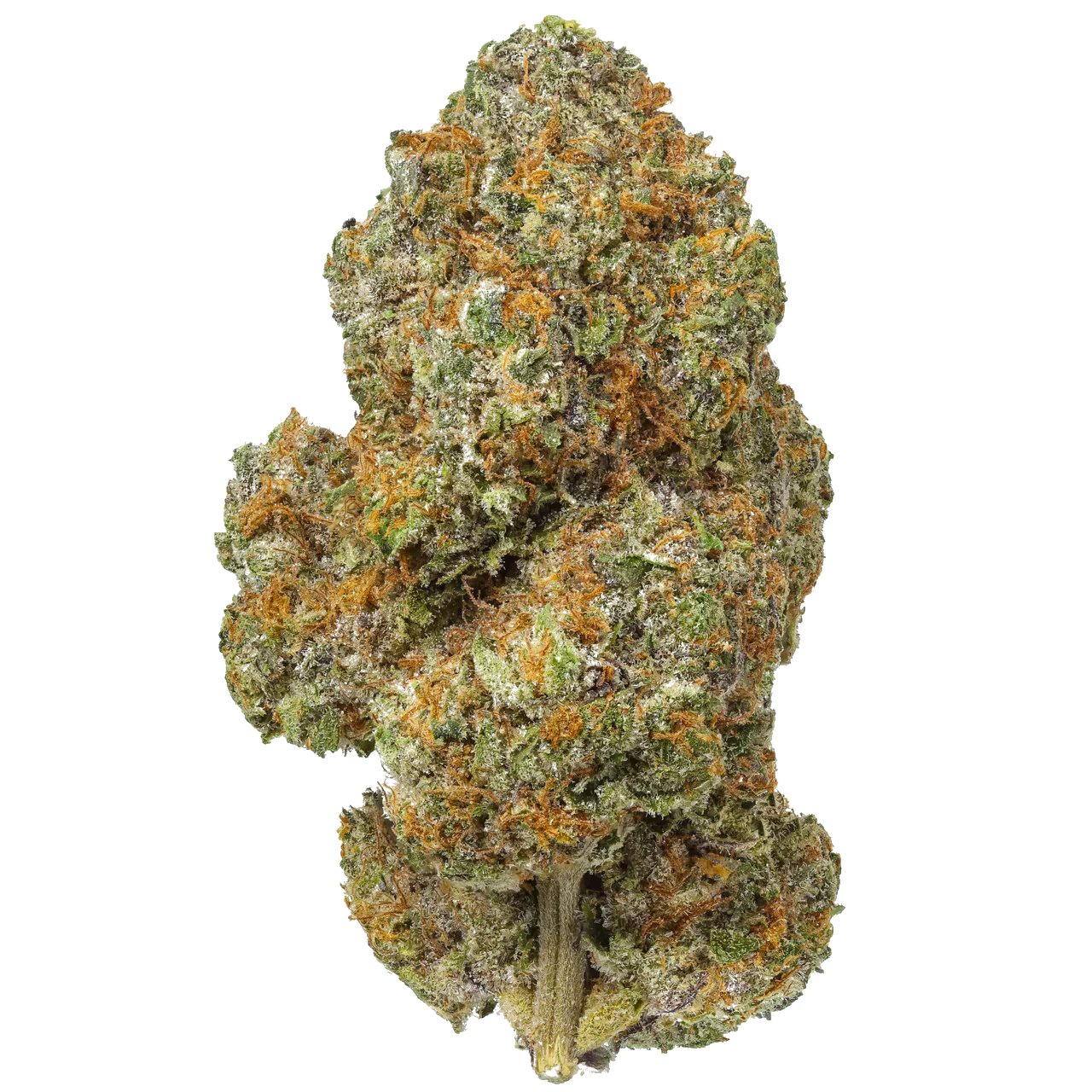 Lemon Cherry Gelato cannabis bud with orange hairs and frosty trichomes on a white background