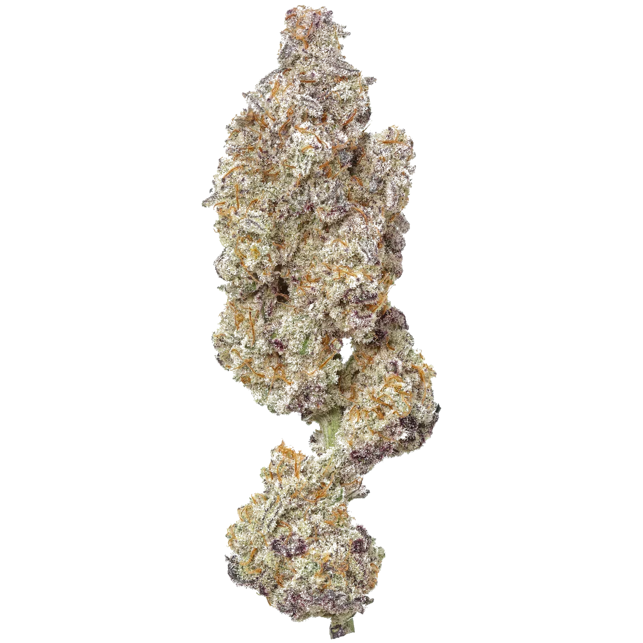 Close-up of frosty MAC 1 cannabis bud with purple hues and orange hairs on white background