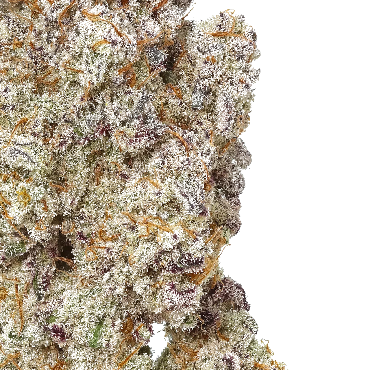 Close-up of frosty MAC 1 cannabis bud with purple hues and orange hairs
