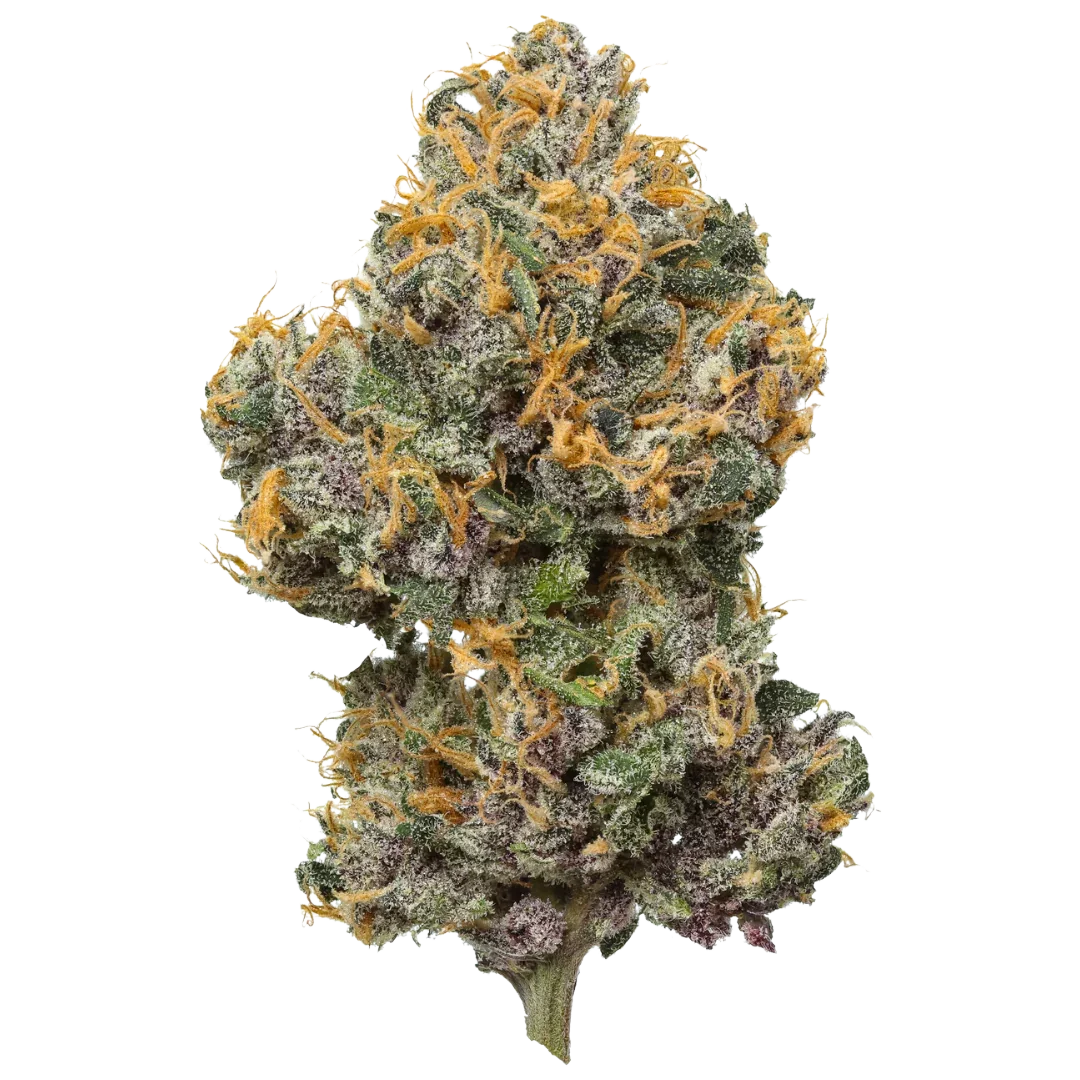 Mystic Mountain Blueberry cannabis bud with orange hairs and frosty trichomes