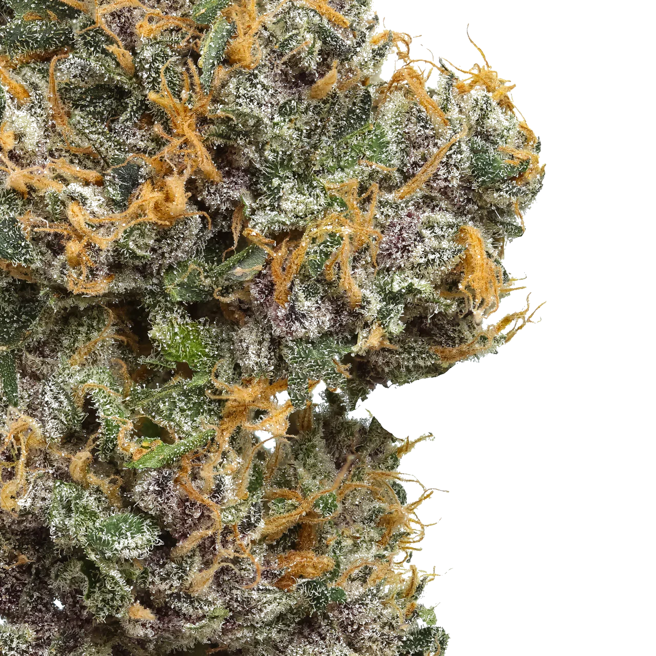 Close-up of frosty Mystic Mountain Blueberry cannabis bud with orange hairs on white background