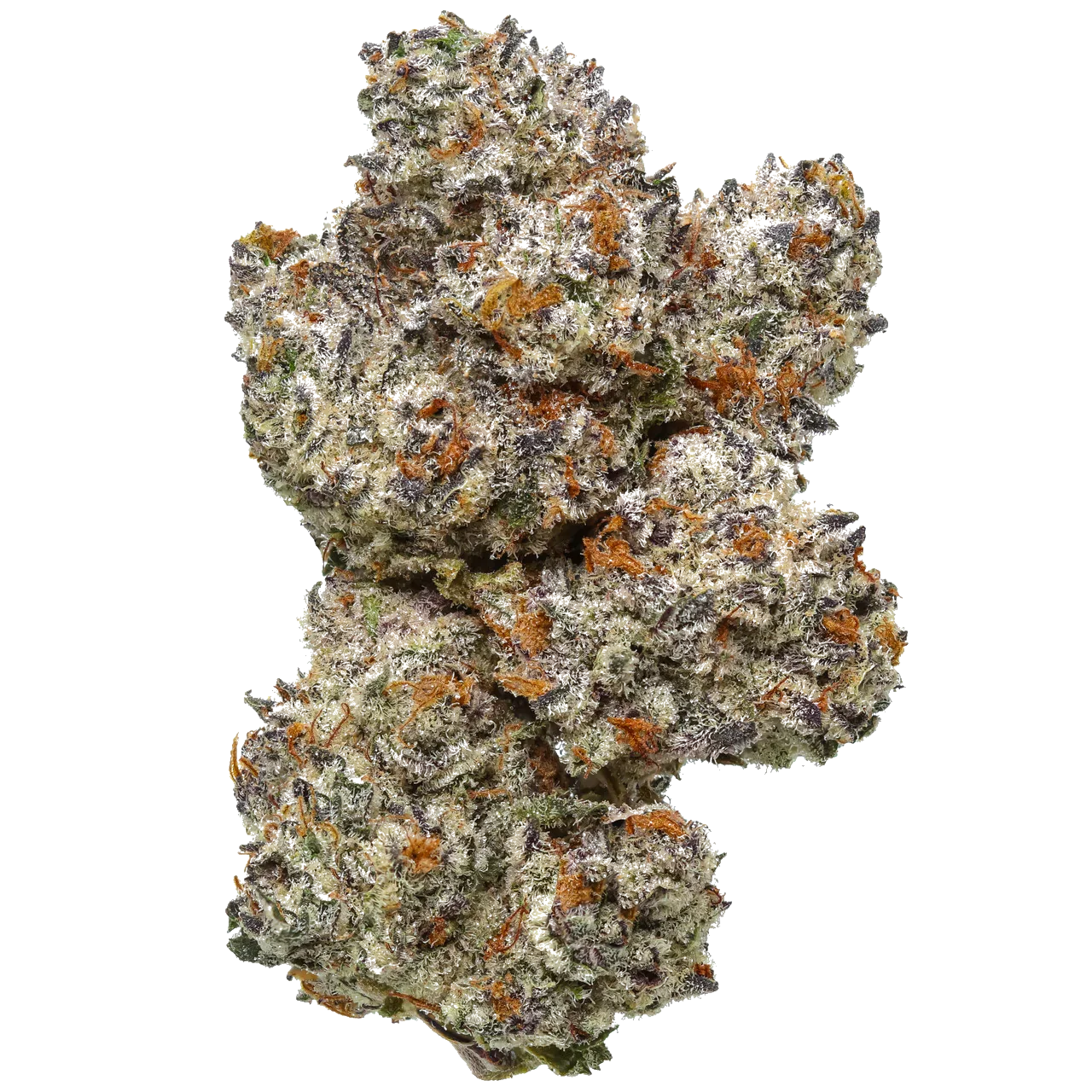 Frosty Octane Mintz cannabis bud with purple and orange hairs on white background