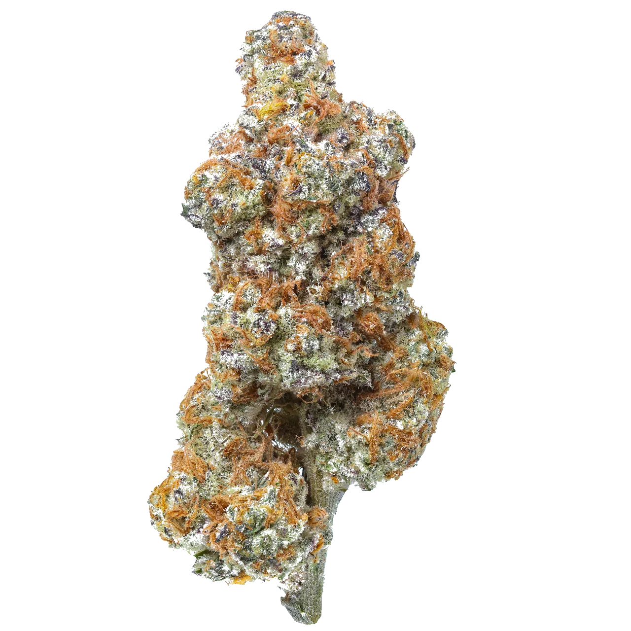 Close-up of frosty cannabis bud with orange hairs on white background