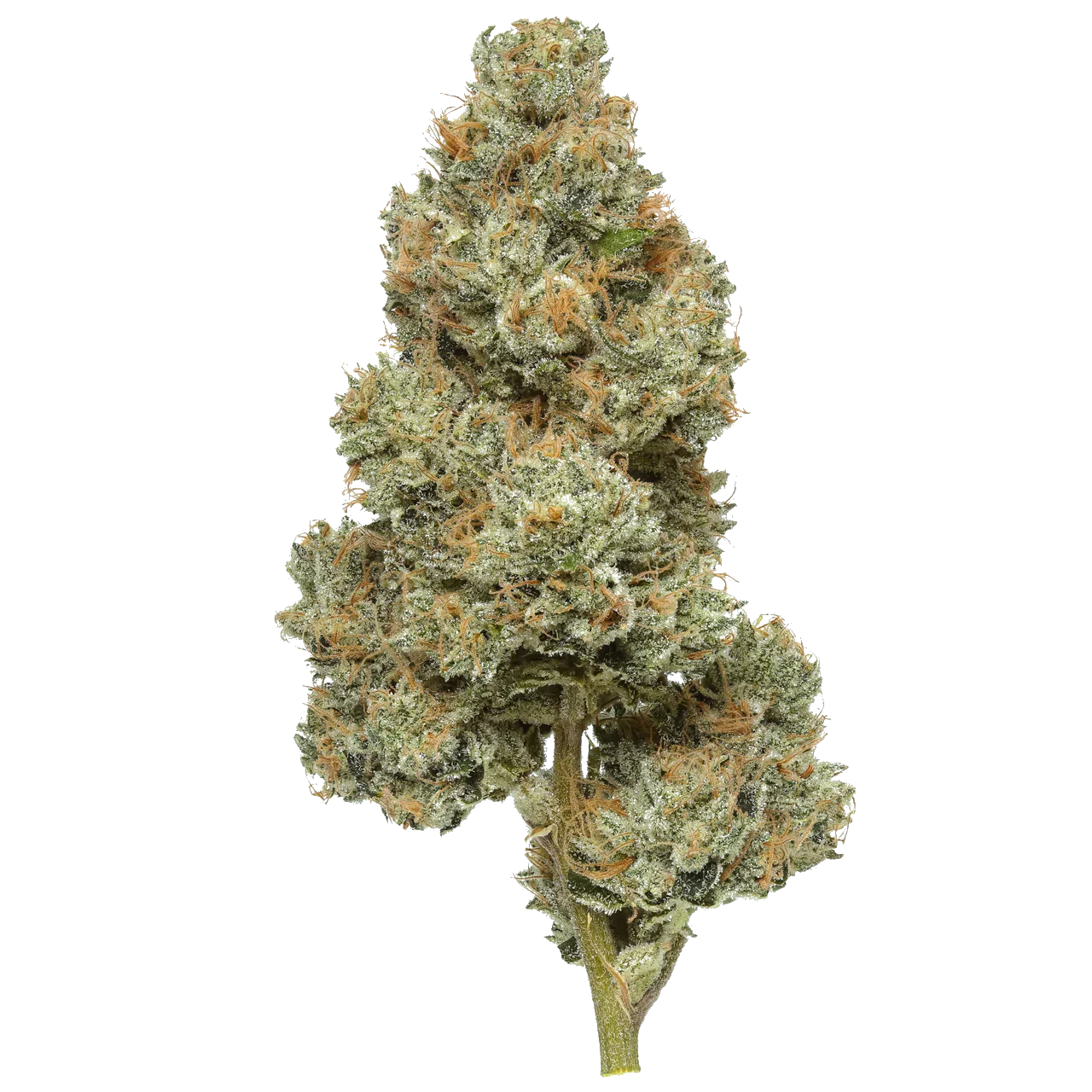 Close-up of Permanent Marker cannabis flower bud with orange hairs and frosty trichomes