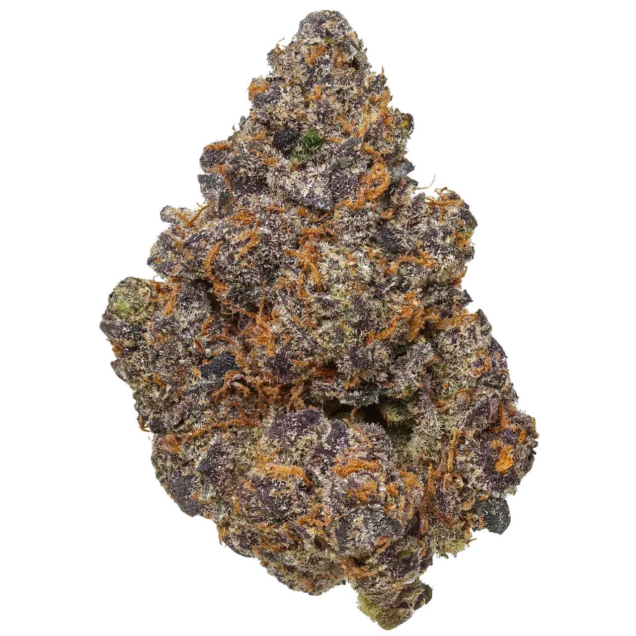 Purple and orange cannabis flower bud on white background