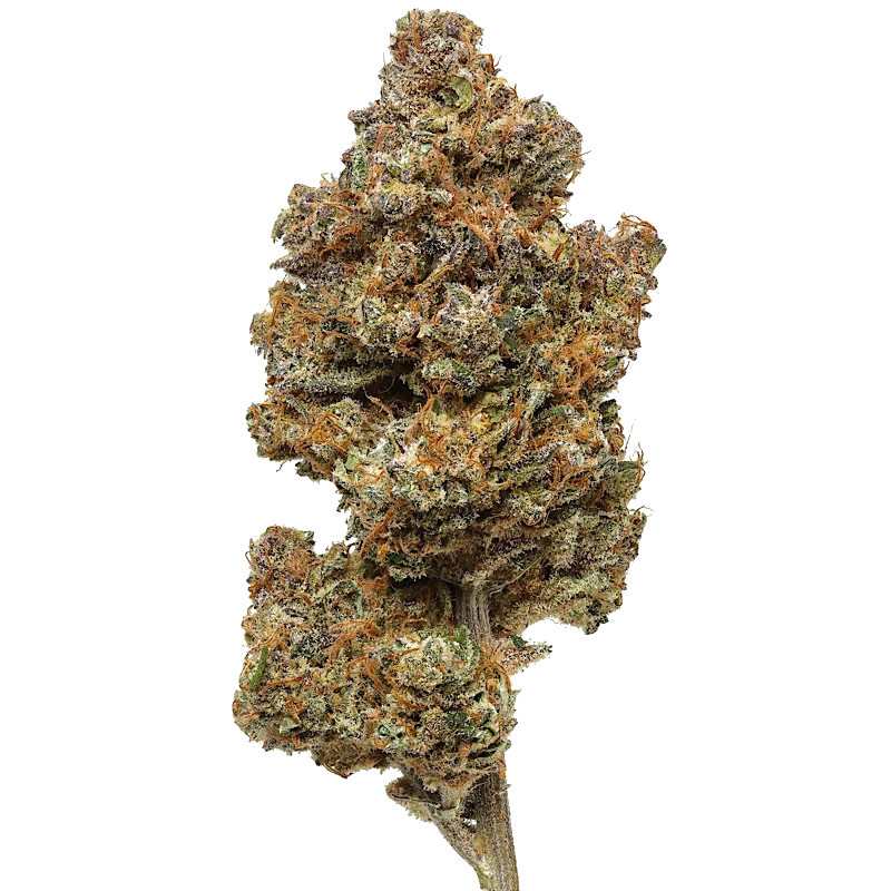 Purple Haze