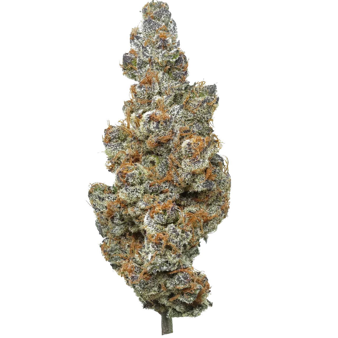 Close-up of frosty cannabis bud with orange hairs on white background