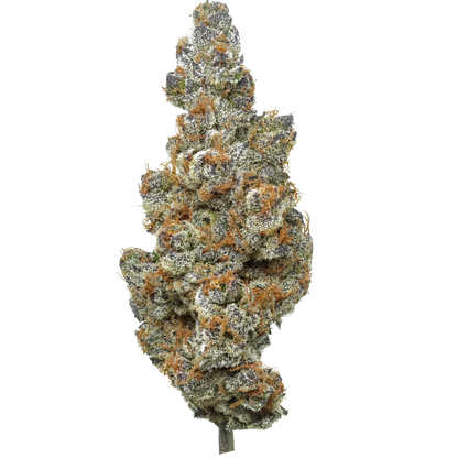 Close-up of frosty cannabis bud with orange hairs on white background
