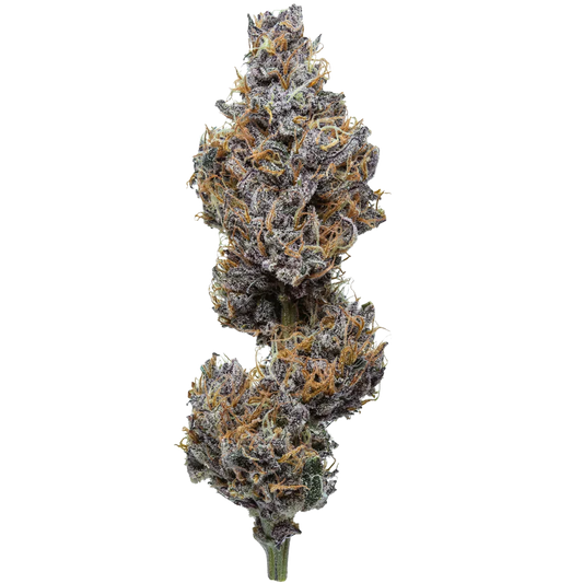 Close-up of dense cannabis bud with purple hues and orange hairs on a white background