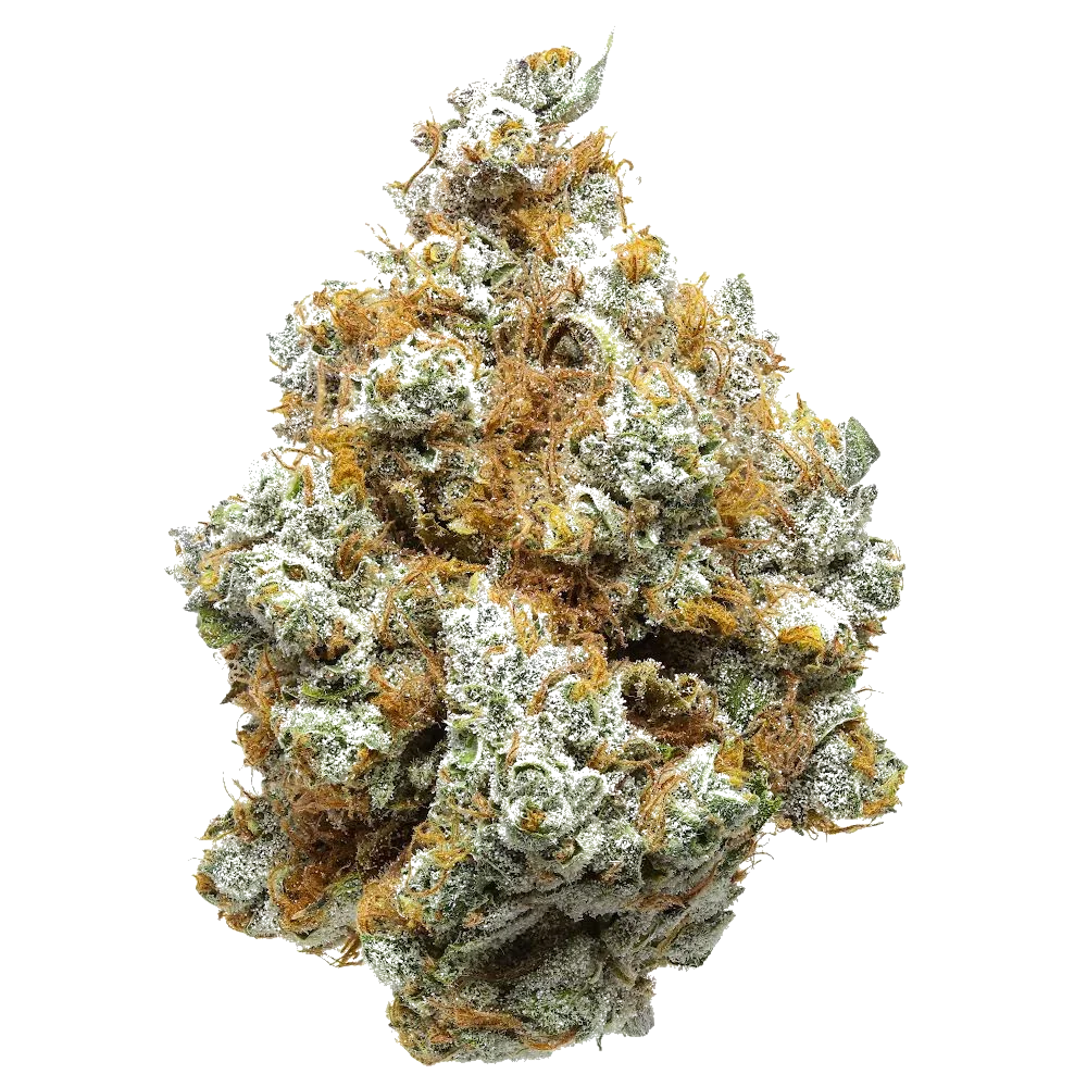 White Cheddar cannabis bud close-up, frosty trichomes and orange hairs, white background