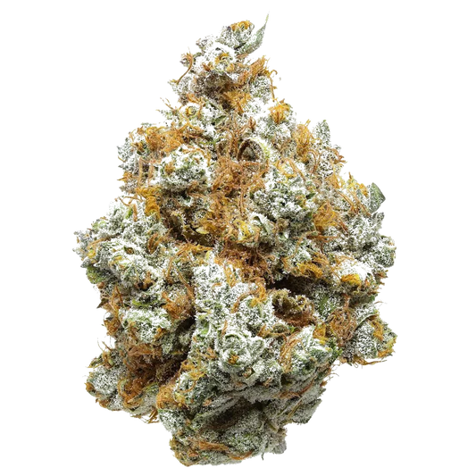 White Cheddar cannabis bud close-up, frosty trichomes and orange hairs, white background